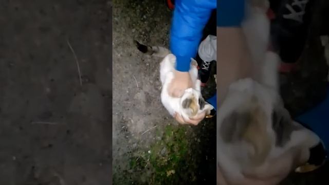 Как правильно заряжать кота(или кошку:)) смотреть онлайн