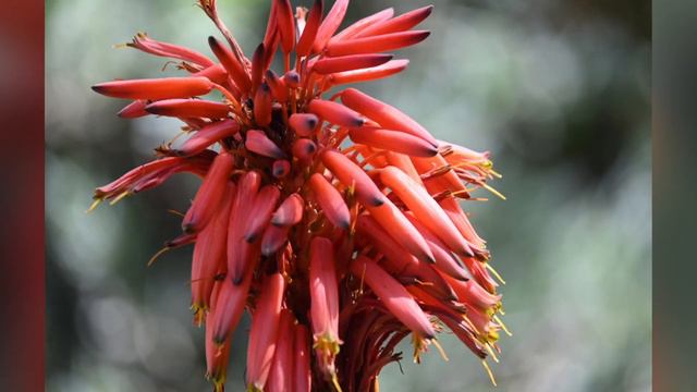 San Diego Zoo Safari Park #1 смотреть онлайн