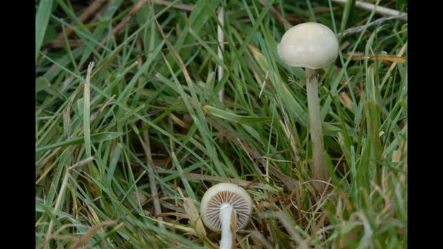 Stropharia semiglobata смотреть онлайн