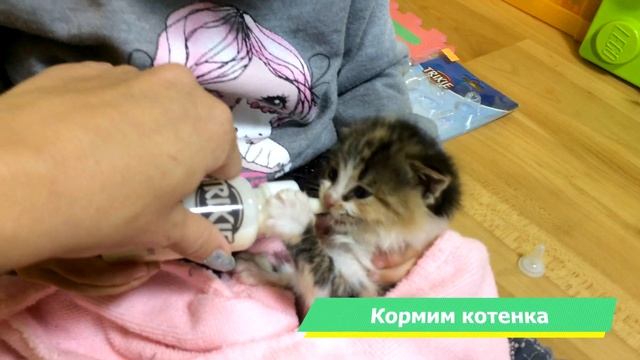 Кормим котенка - кошачим молоком.Hello Alice.Хеллоу Элис смотреть онлайн
