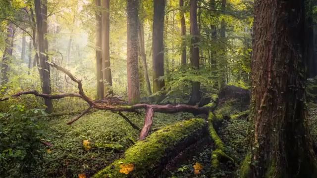 Шум дождя, Пение птиц. Звуки природы под которые хорошо отдыхать смотреть онлайн