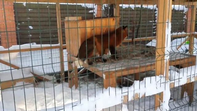 Алиса лиса. Алиса и Арчи строят норы в вольере. смотреть онлайн