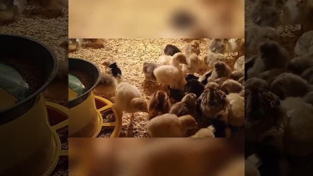 Выращивание цыплят в домашних условиях. смотреть онлайн