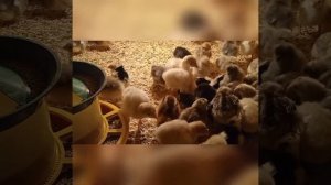 Выращивание цыплят в домашних условиях.