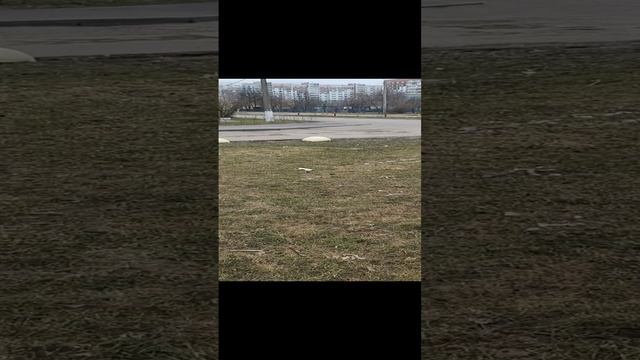 Знакомство собак. смотреть онлайн