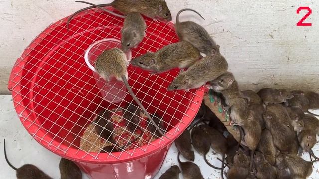 Mouse trap video \ Mouse trap with large plastic bin \ The best homemade mousetrap in the world смотреть онлайн