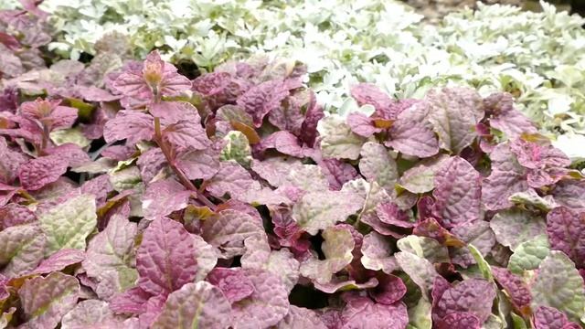 Ajuga reptans ‘Burgundy Glow’ смотреть онлайн