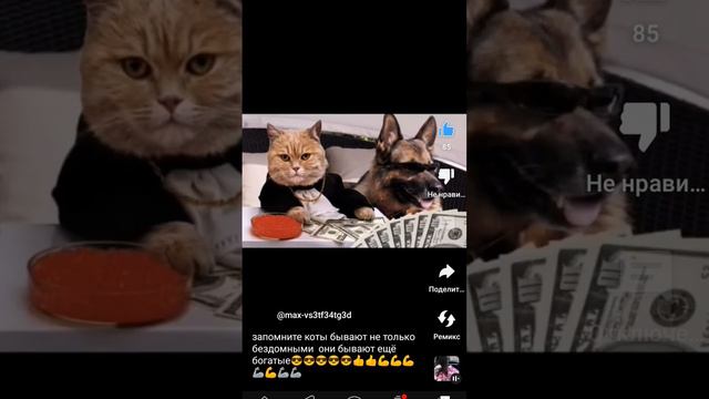 запомните коты бывают не только бедные но и богатая смотреть онлайн