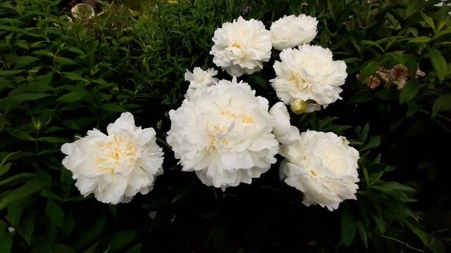 Пион МУНГЛОУ / Paeonia MOONGLOW - ОБЗОР, ОПИСАНИЕ, ЦВЕТЕНИЕ, ОТЗЫВ смотреть онлайн