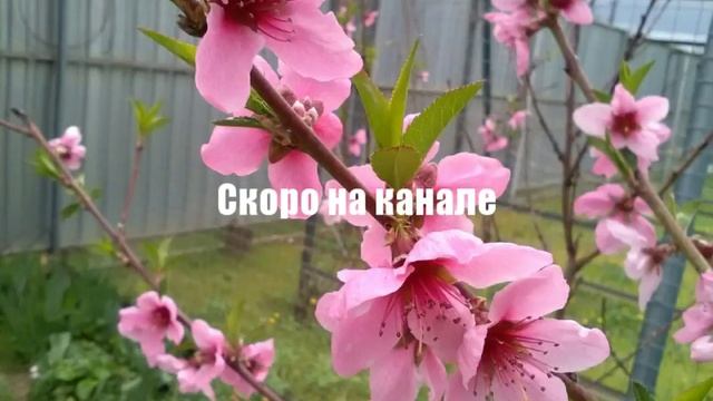 Трейлер. Персик в саду: посадка и уход смотреть онлайн