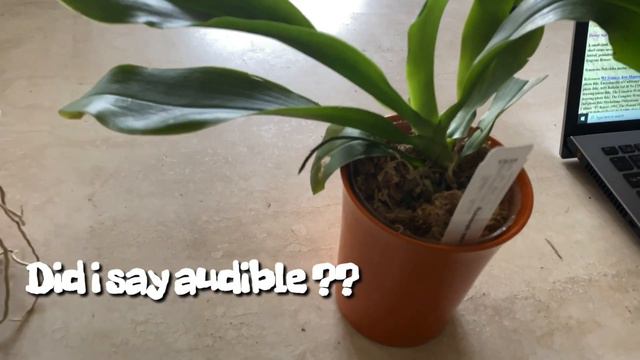 AN ORCHID A DAY episode 220 HOW I RESEARCH A NEW PHALAENOPSIS SPECIES ORCHID??? смотреть онлайн