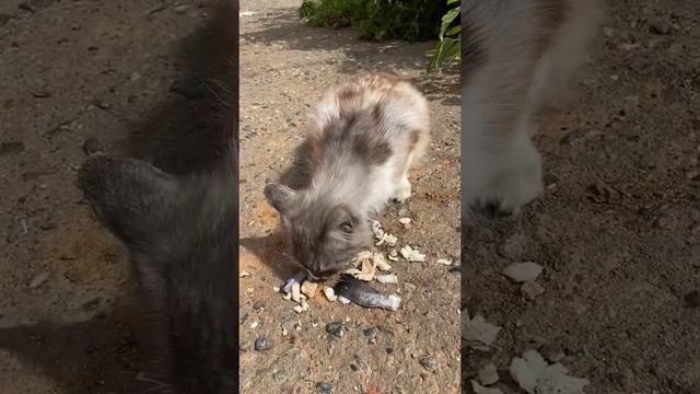 Кормлю уличного кота 3. Кот наконец-то неохотно начинает есть смотреть онлайн