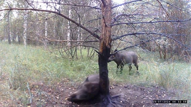 Как вам такие кабанчики смотреть онлайн