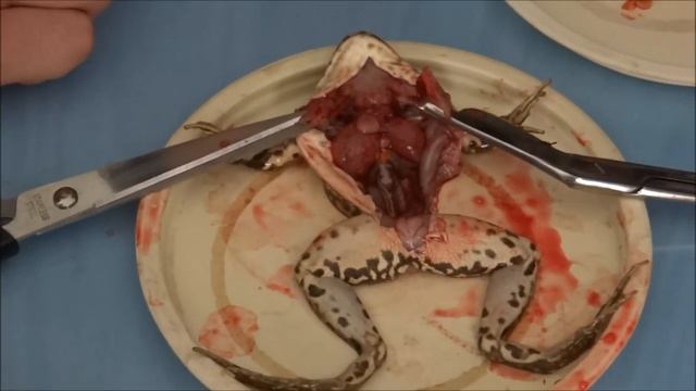 Зоология. Препарирование лягушки. Не для слабонервных!