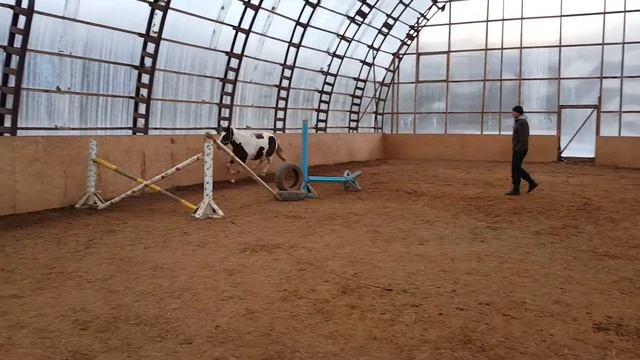 Клевер напрыжка 2 смотреть онлайн