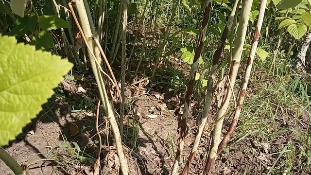 Пятна на стеблях малины.Пурпурная пятнистость(Дидимелла). Срочно принимаем меры!!! смотреть онлайн