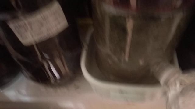 Полив моих цитрусовых растений! смотреть онлайн