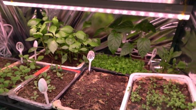 Стройка Челлендж