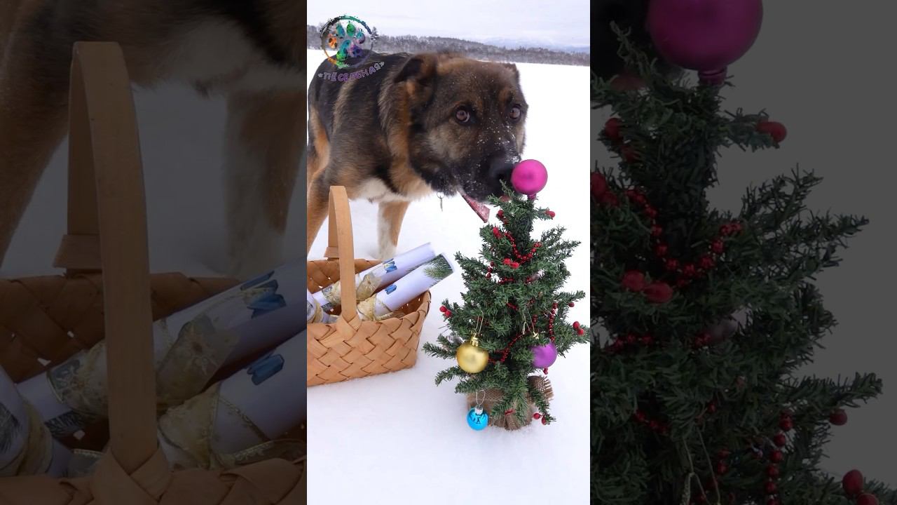 Камон эврибади смотреть онлайн