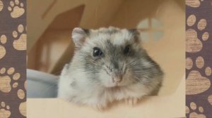 ПРИКОЛЫ С Хомячками Джунгариками. Наш Сема малыш Джунгарик