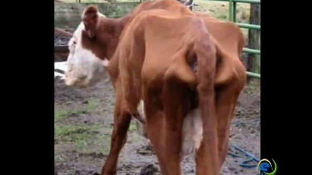 Factors that affect the growth of Natural Population смотреть онлайн