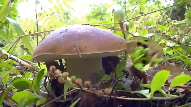 Грибочки да ягодки, часть 1 смотреть онлайн