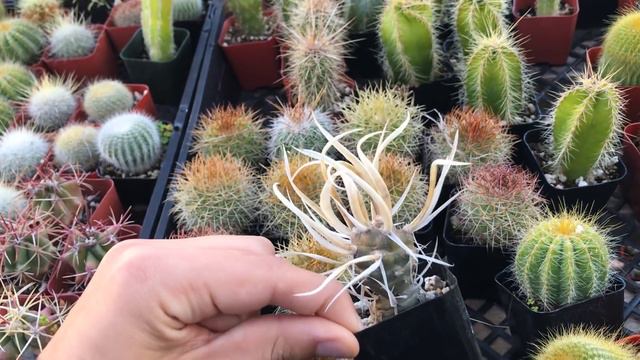 New Plant Shop I Visited 2020 смотреть онлайн