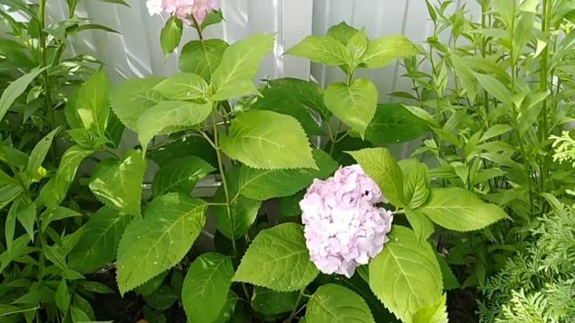 Гортензия крупнолистная. смотреть онлайн