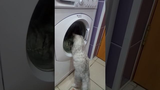 Кошка и стиральная машина? смотреть всем? смотреть онлайн