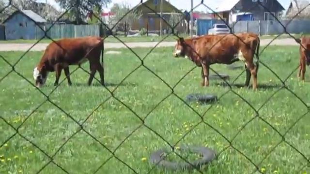 Коровы пришли в гости...Экзотика! смотреть онлайн