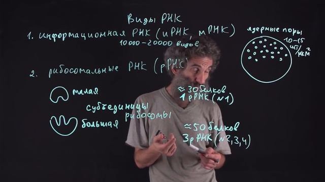 Цитология. Лекция 30. Виды РНК смотреть онлайн