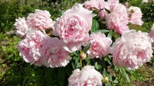 Пионы  Бразер Чак  в первом цветении и красавица  Сара Бернар.  Конец июня 2021 г.