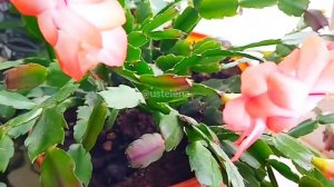 Декабрист или Зигокактус Шлюмбергера. Какой необходим горшок и почва? Flowers.