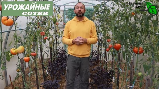 НИ В КОЕНМ СЛУЧАЕ НЕ ИСПОЛЬЗУЙТЕ ЭТИ СРЕДСТВА ДЛЯ МОЙКИ и ДЕЗИНФЕКЦИИ ТЕПЛИЦЫ! смотреть онлайн