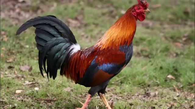 Gallo Cantando Sonido para Llamar El Mejor смотреть онлайн