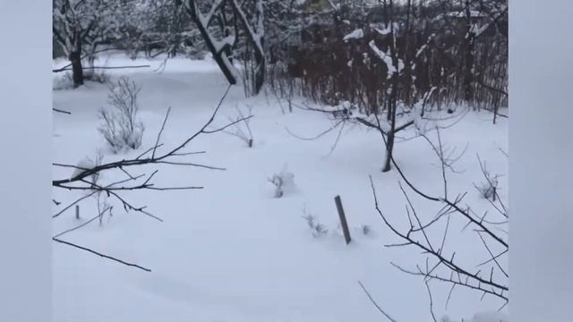 Игрушка для собак PITCHDOG Фрисби 24 см Видеоотзыв (обзор) Екатерины смотреть онлайн