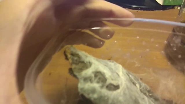 Сравнение древесных птицеедов Avicularia sp Peru Purple и Psalmopoeus Cambridgei для новичков смотреть онлайн