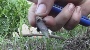 Прививка винограда весной - черным в черное