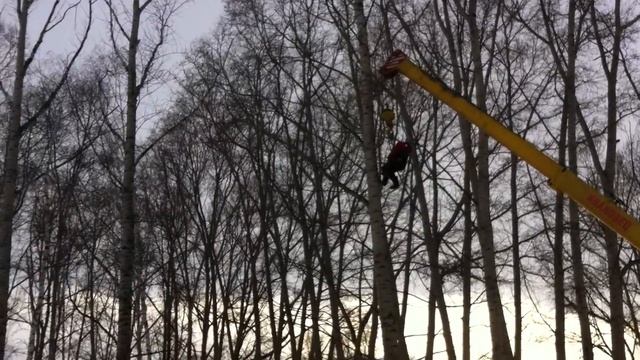 валка тополей в городских условиях смотреть онлайн