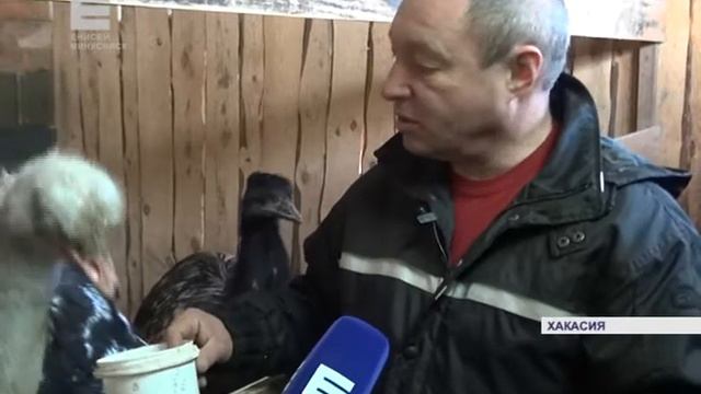 "Сибирские страусы" (Енисей Минусинск) смотреть онлайн