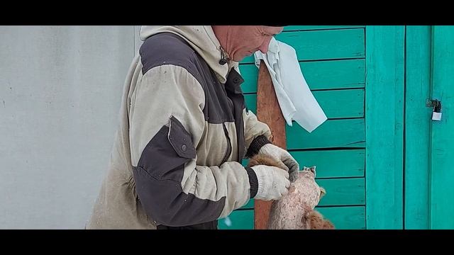 ПЕРВИЧНАЯ ОБРАБОТКА ШКУРКИ ЛИСЫ ОТМИНКА Часть 3 смотреть онлайн