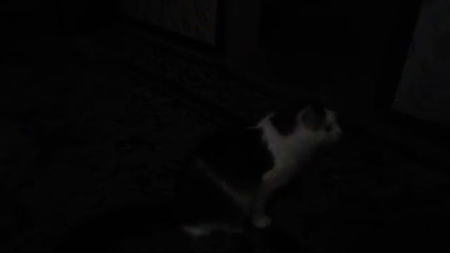 Кот после сна смотреть онлайн