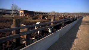 Ферма с нуля | Что нужно знать желающим открыть ферму | Как стать фермером