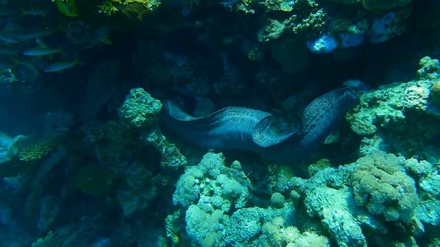 Underwater test GoPro 9 – snorkeling action-camera смотреть онлайн