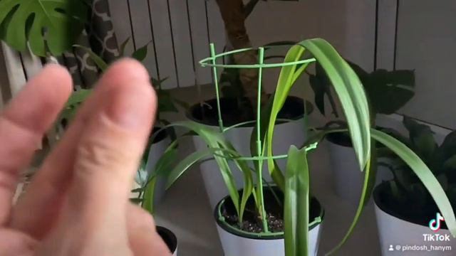 Опора для цветов за 195 тг на #pinduoduo #plants#цветы #растения #монстера #замиокулькас смотреть онлайн