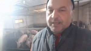 Откорм свиней на горохе! Премикс под ГОРОХ. Гроуер - Финиш. Свиноводство.