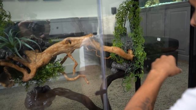 FINALLY Building My TREE PYTHON/TURTLE Terrarium!! *Amazing* смотреть онлайн