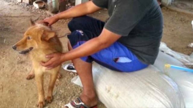 Когда люди поняли что собака несёт в зубах, то ахнули, от такого слёзы на глазах смотреть онлайн