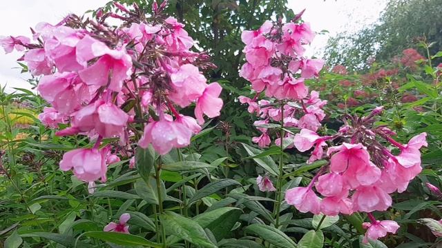 Цветы Северная Флора флоксы смотреть онлайн