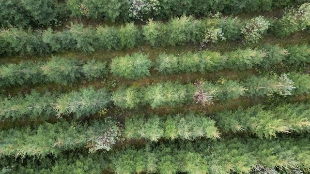 Плантация декоративных деревьев и кустарников смотреть онлайн